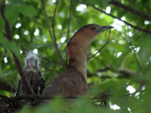 Read more about the article 校園鳥類~黑冠麻鷺