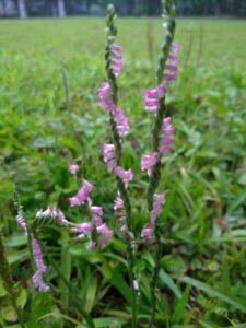 Read more about the article 校園植物~綬草